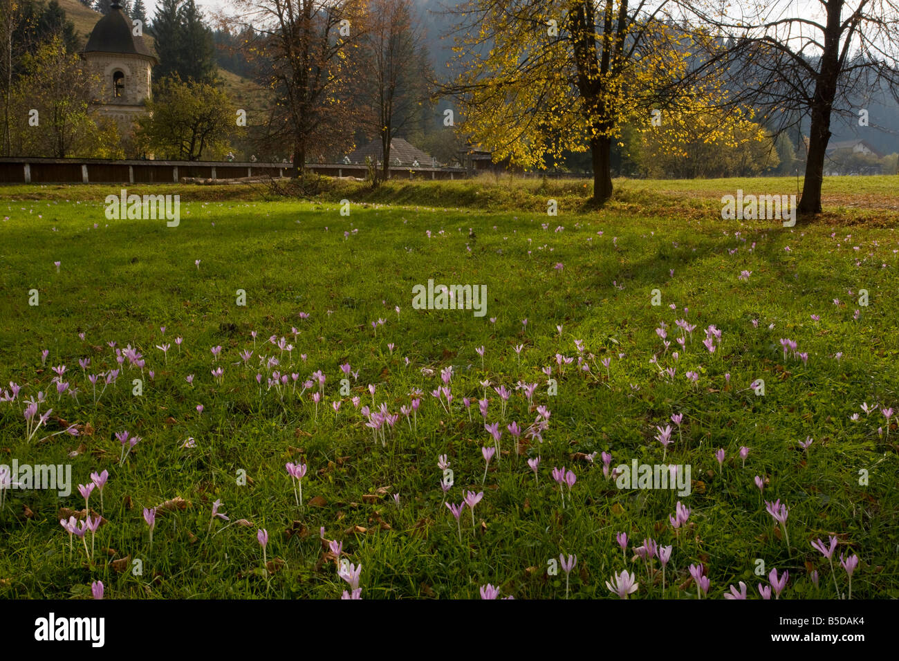 Prato Zafferano Colchicum autumnale nel campo di fieno da Sucevita dipinto monastero Bucovina del sud a nord della Romania Foto Stock