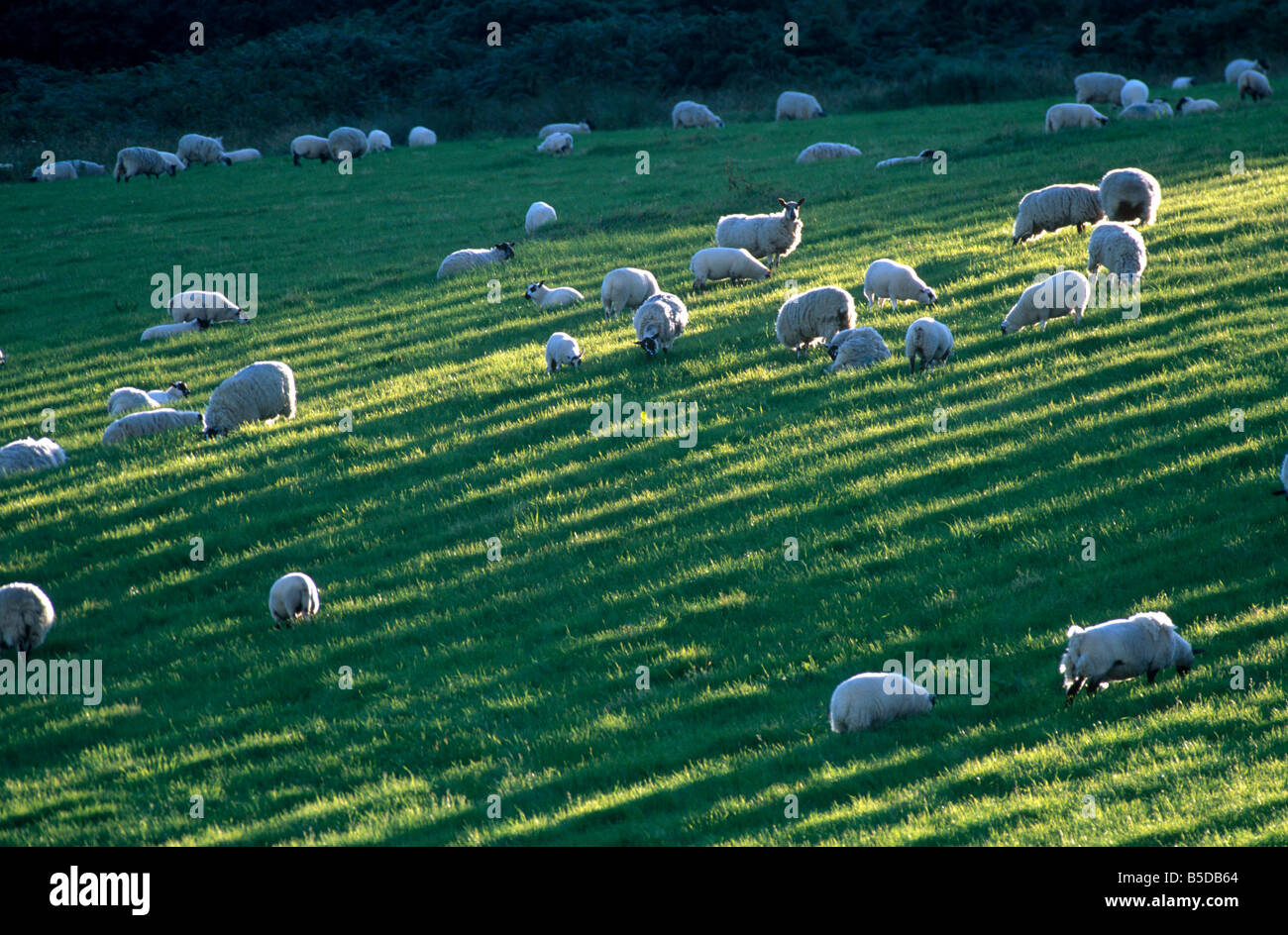 Il pascolo ovino, Scozia, Europa Foto Stock
