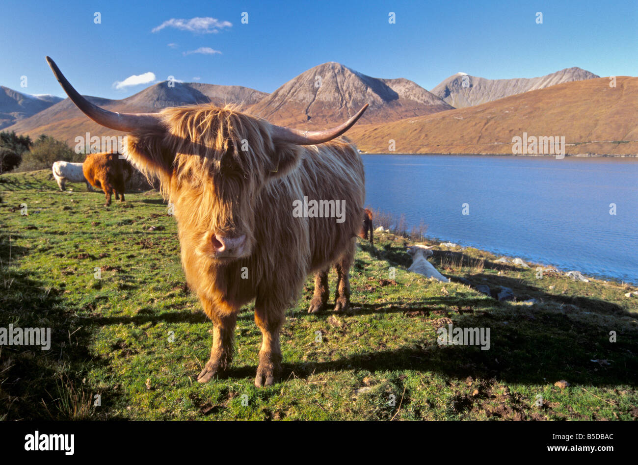 Highland bovini, Loch Hainort e Cuillins Rosso (Red Hills), Isola di Skye, Ebridi Interne, Scozia, Europa Foto Stock