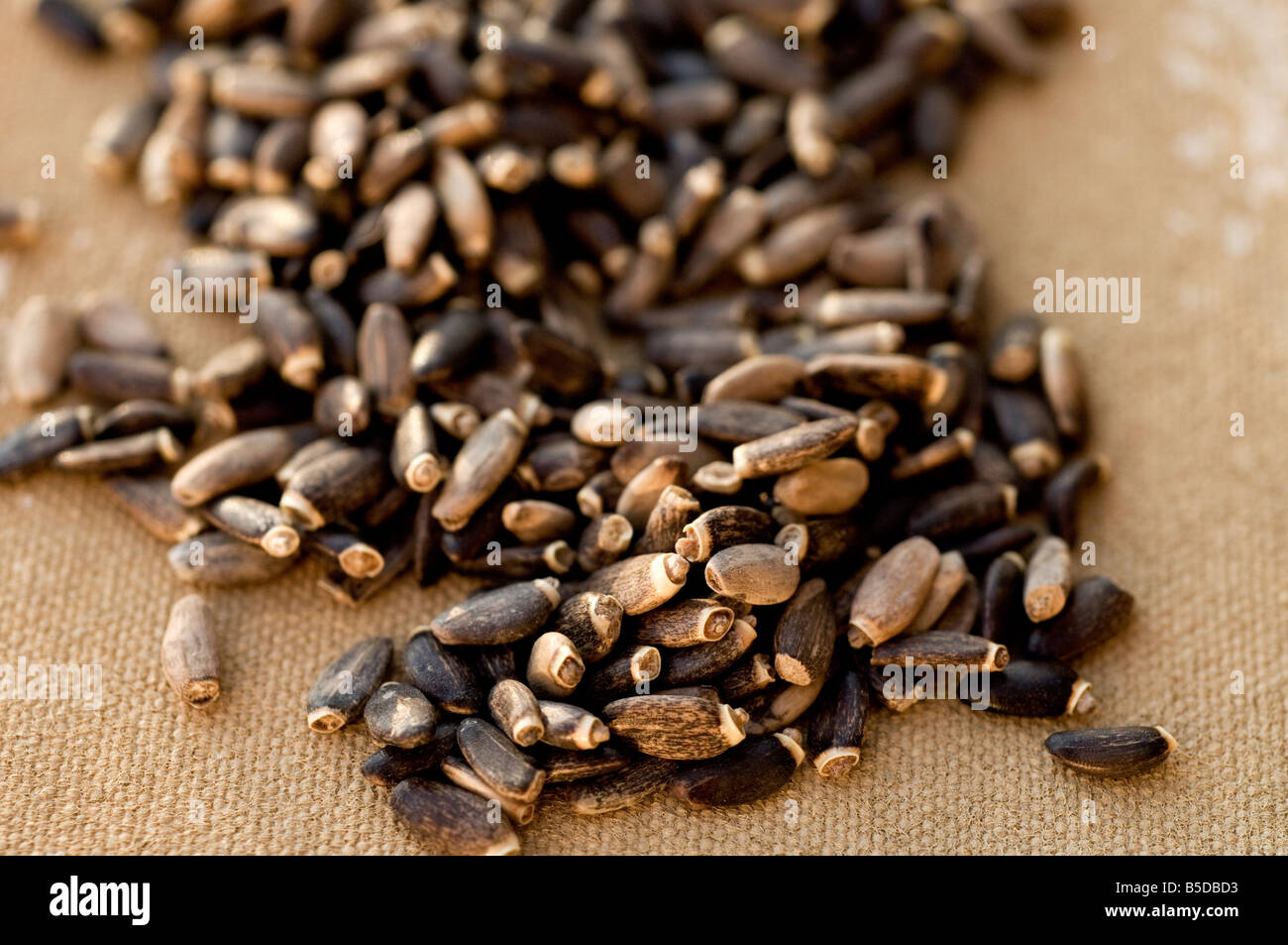 Cardo mariano semi. Silybum Marianum. Foto Stock