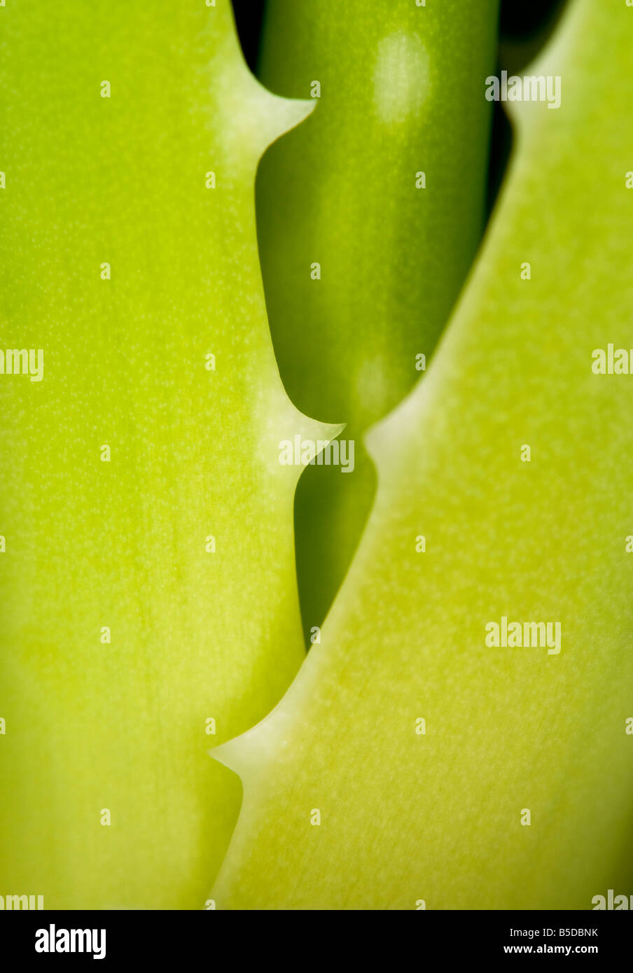 Aloe Vera medicinali (vera) close-up di steli di succulente Foto Stock