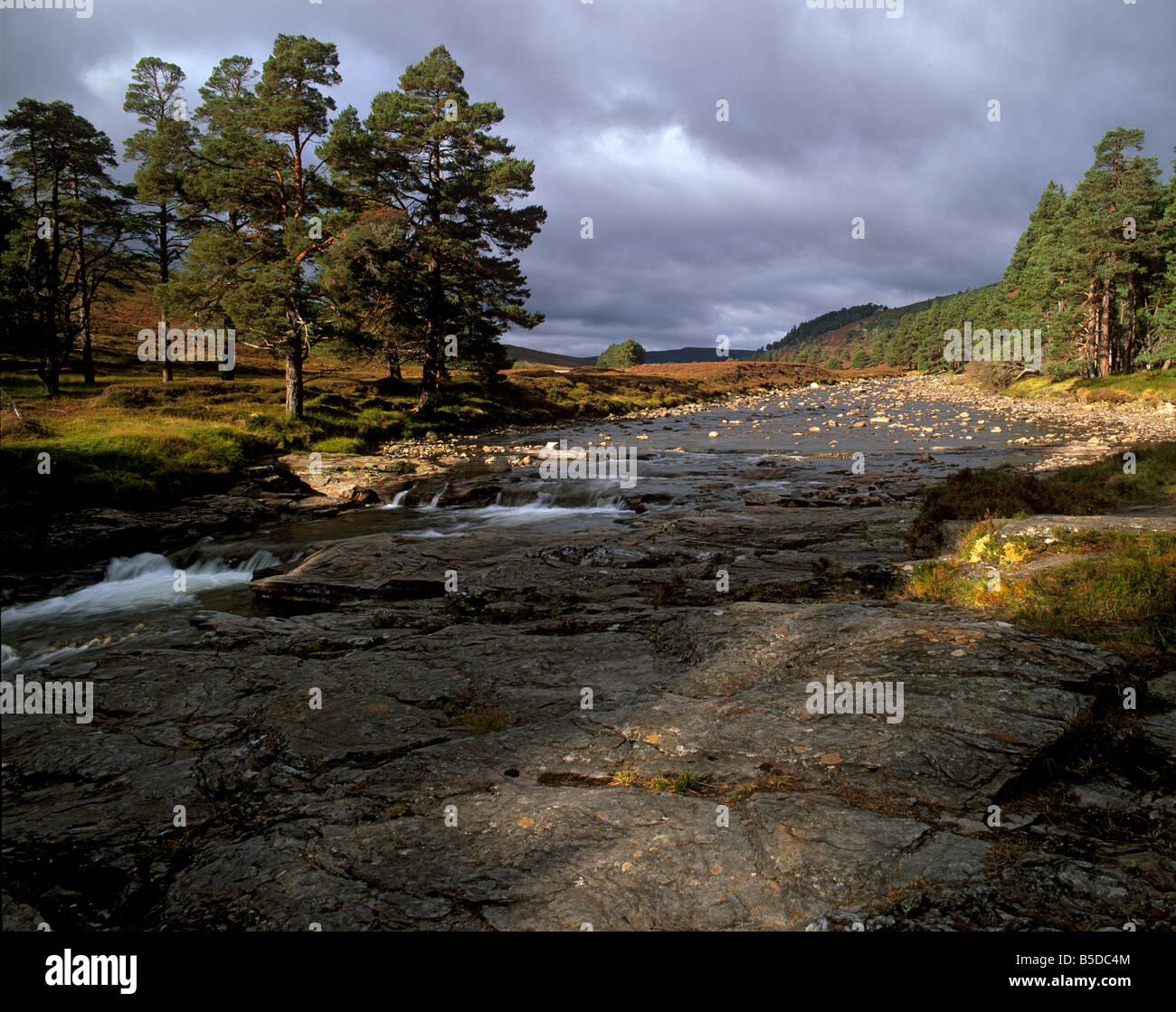 Pino silvestre e superiore di Dee Valley vicino a Inverey, Aberdeenshire, Highland regione, Scozia, Europa Foto Stock
