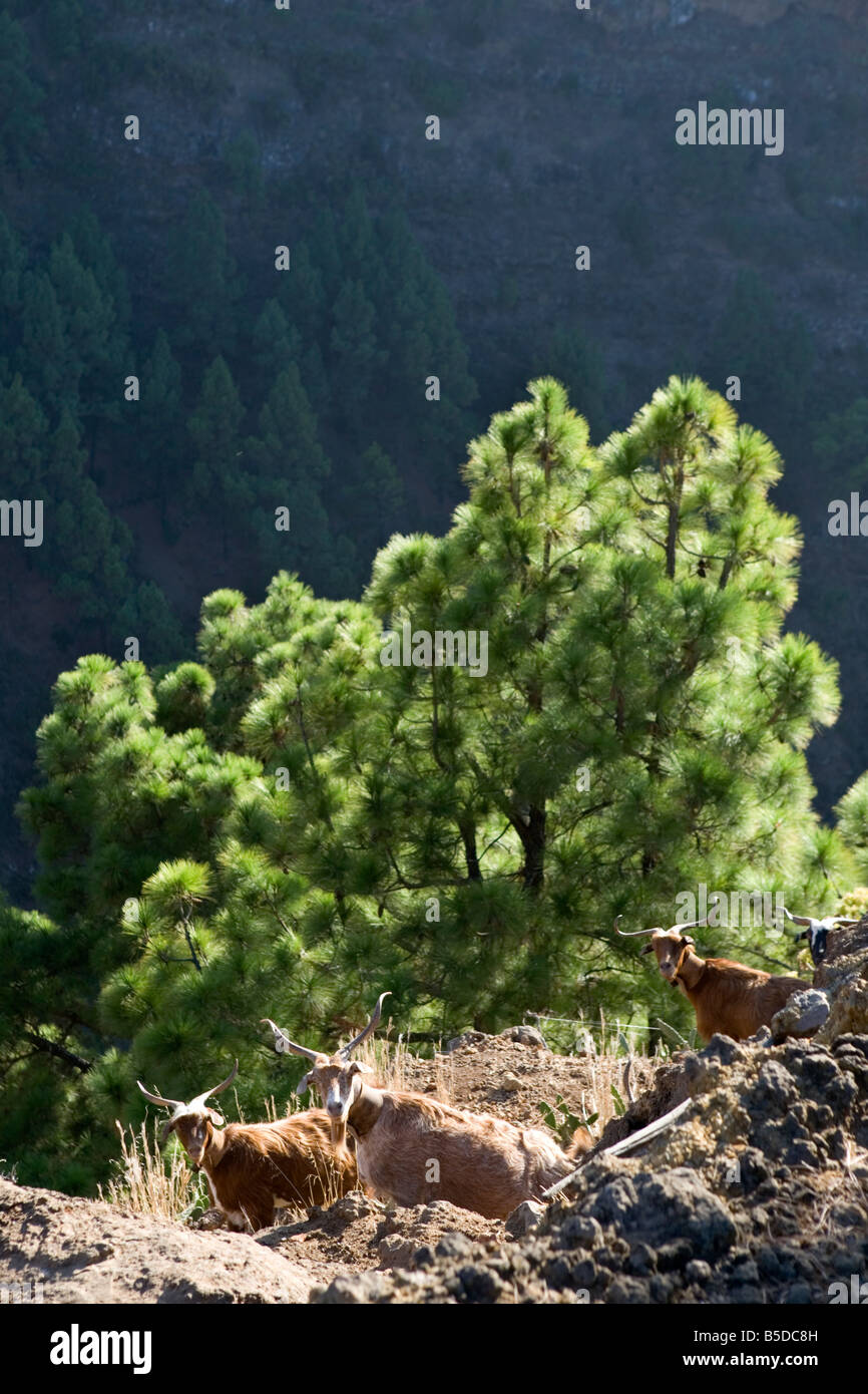 Caprini sul lato di un ripido barranco vicino Las Tricias nel nord dell'isola di La Palma, Isole Canarie, Spagna. Foto Stock