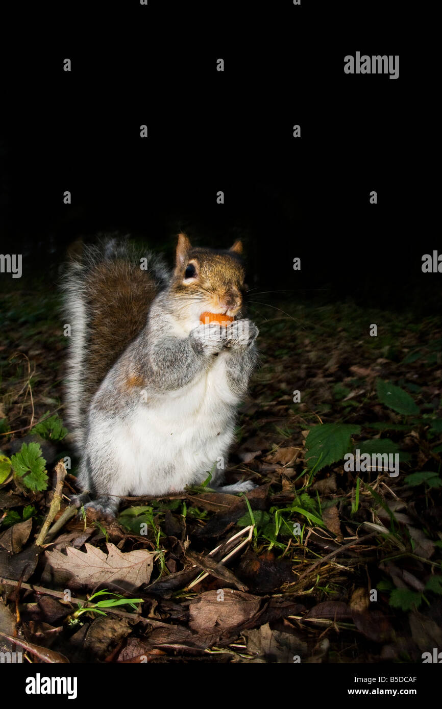 Scoiattolo grigio in posa con nocciole Foto Stock