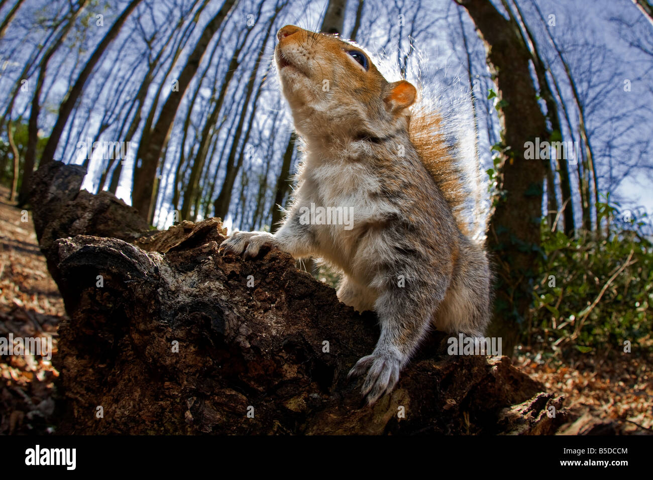 Grigio squirrle tenendo un forte/orgoglioso pongono Foto Stock