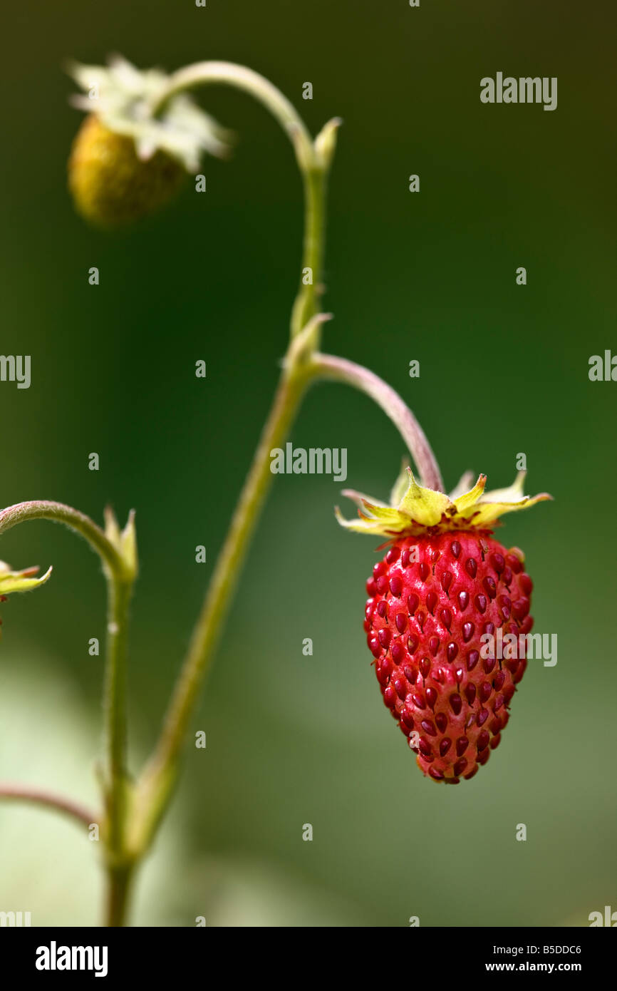 Fragola alpina 'Mignonette' Foto Stock