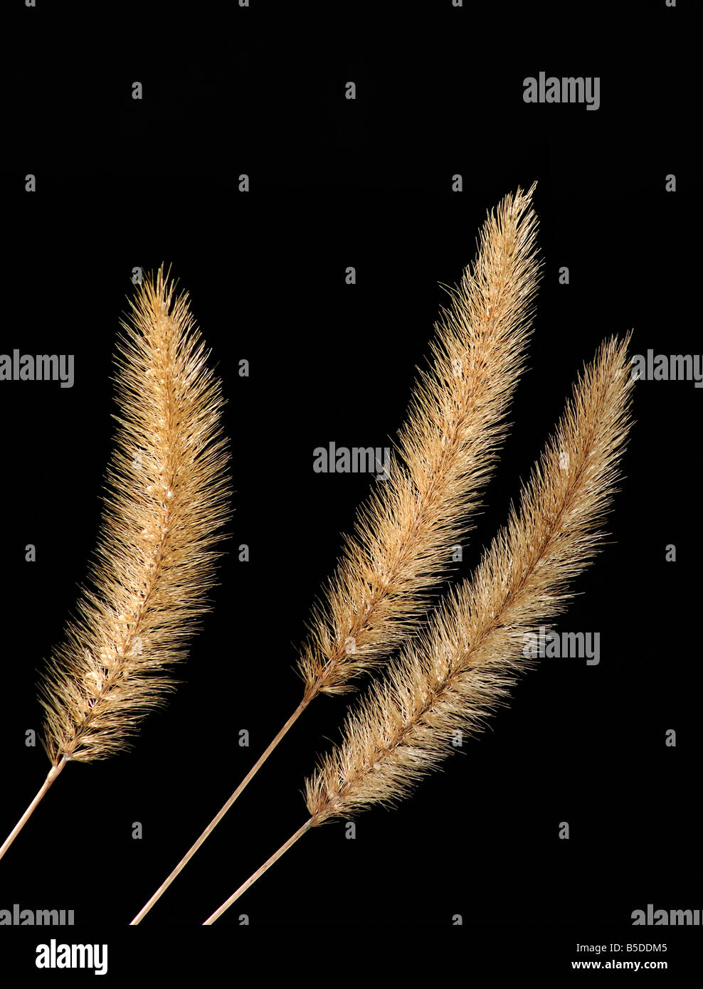 Fox Tail sementi da prato capi su sfondo nero Foto Stock