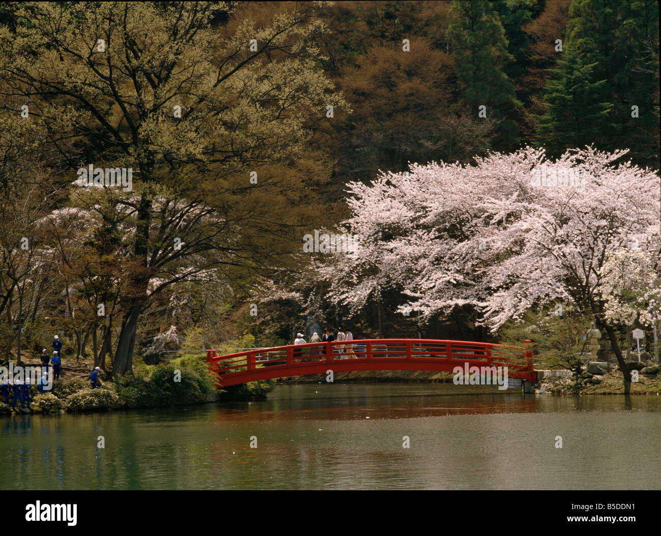 Sakura Cherry Blossom nel Parco Suzaka Nagano Giappone Foto Stock