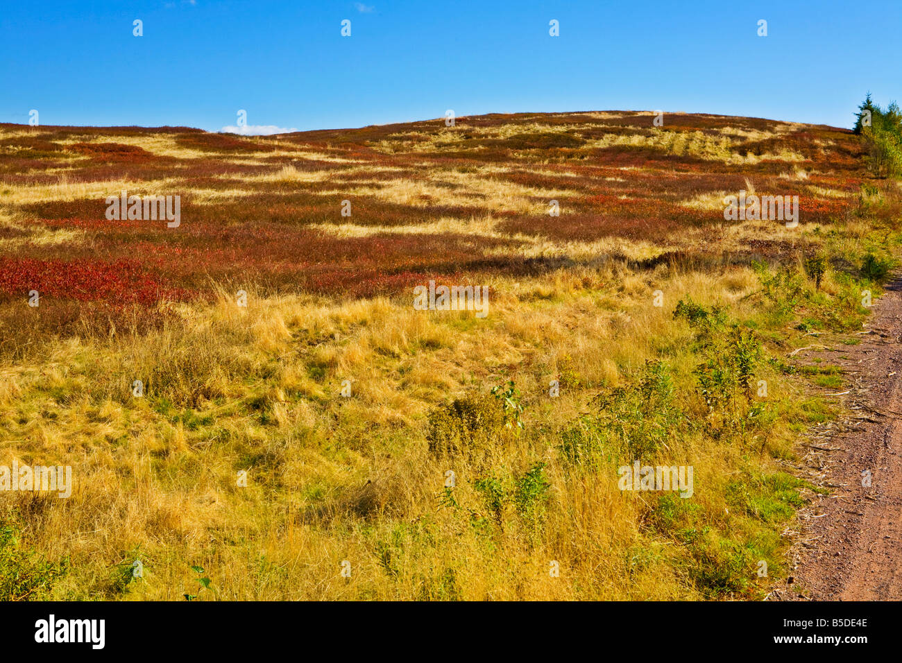 Il mirtillo selvatico campi in autunno e di erba vicino economia Nova Scotia Foto Stock