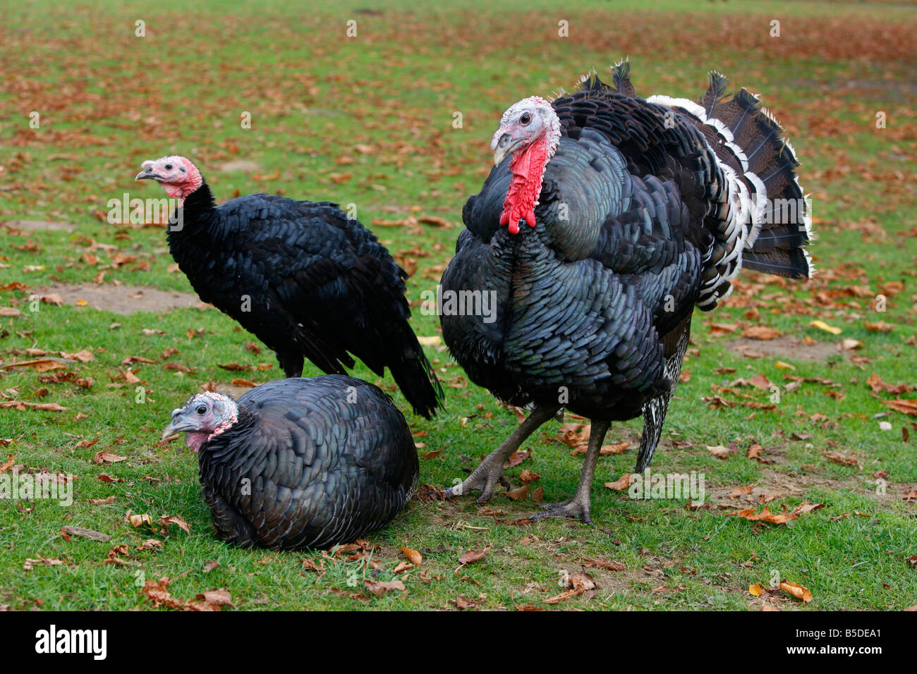 Domestico terreni agricoli in Turchia Foto Stock