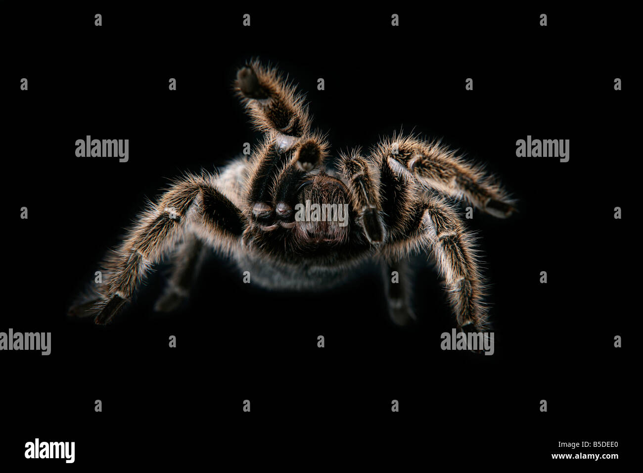 Femmina Rosa cilena Tarantola spider su sfondo nero Foto Stock