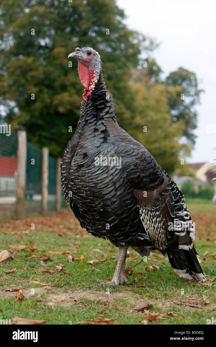 Domestico terreni agricoli in Turchia Foto Stock