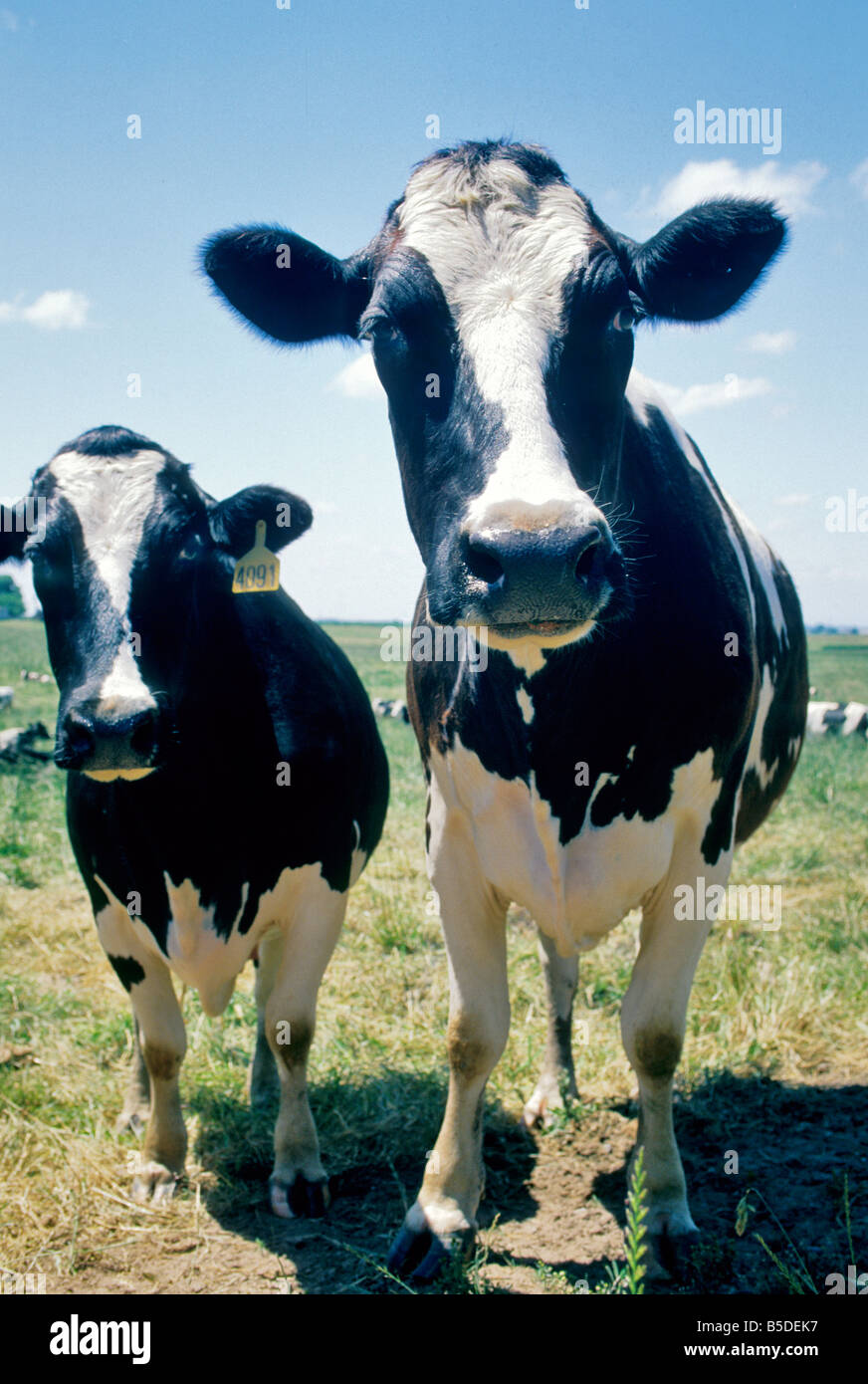 Curioso vacche Holstein in pascolo. Foto Stock