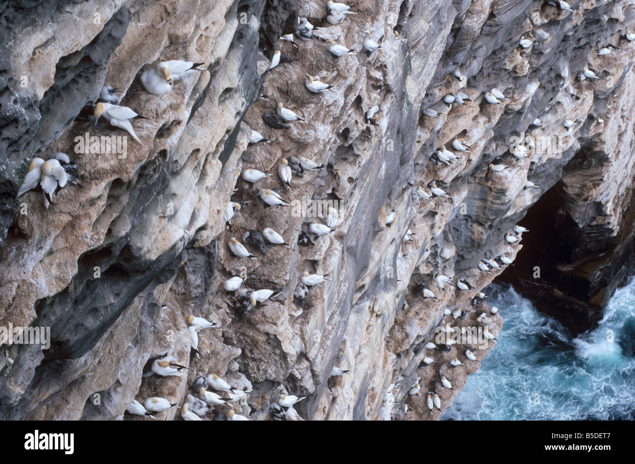 Sule nidificazione sugli scogli di Noss Riserva Naturale Nazionale, (home a 10000 uccelli in estate), NOS, isole Shetland, Scozia Foto Stock