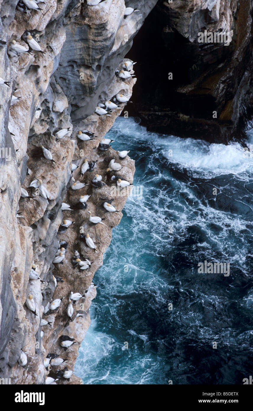 Sule nidificazione sugli scogli di Noss Riserva Naturale Nazionale, (home a 10000 uccelli in estate), NOS, isole Shetland, Scozia Foto Stock