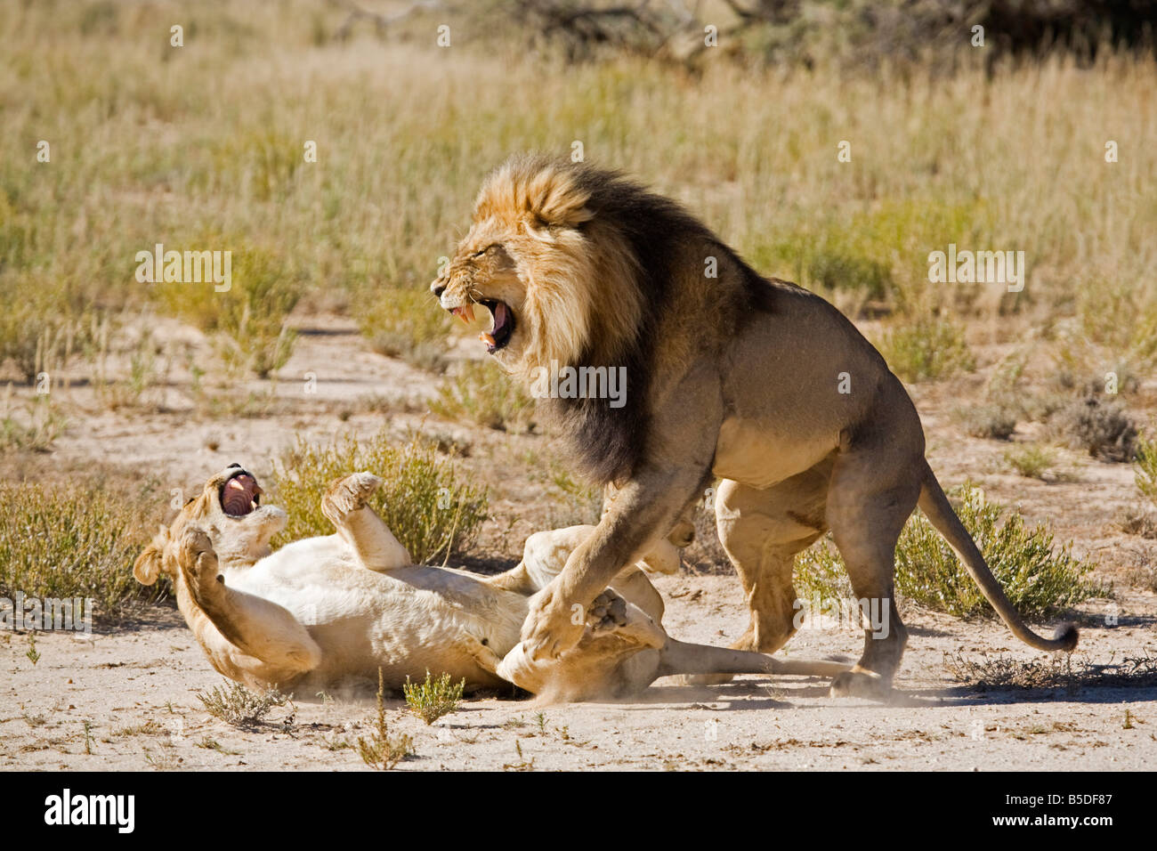 Africa, Namibia, Leonessa (Panthera leo) e Lion Foto Stock