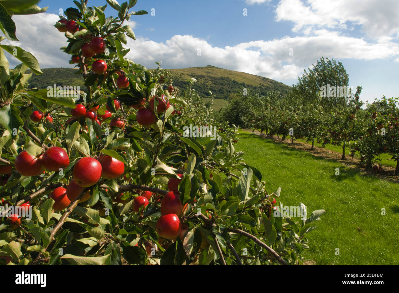 Katy le mele da sidro sidro Thatchers Orchard Sandford Somerset Inghilterra Foto Stock