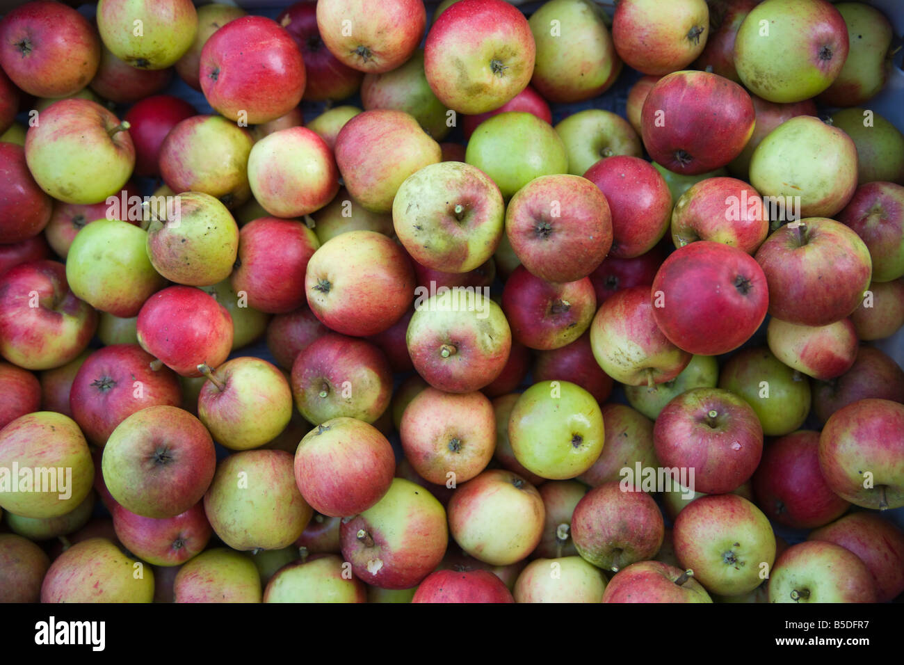 Apple harvest mangiare le mele da un scozzese Orchard Foto Stock