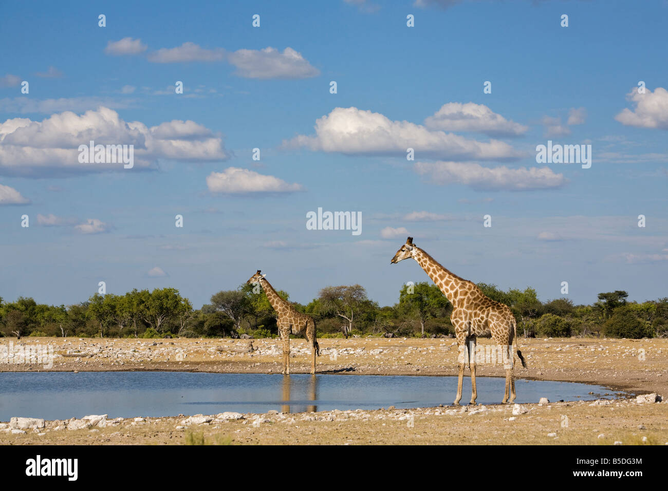 Africa, Namibia, il Parco Nazionale di Etosha, due Masai Giraffe (Giraffa camelopardalis tippelskirchi) a waterhole Foto Stock