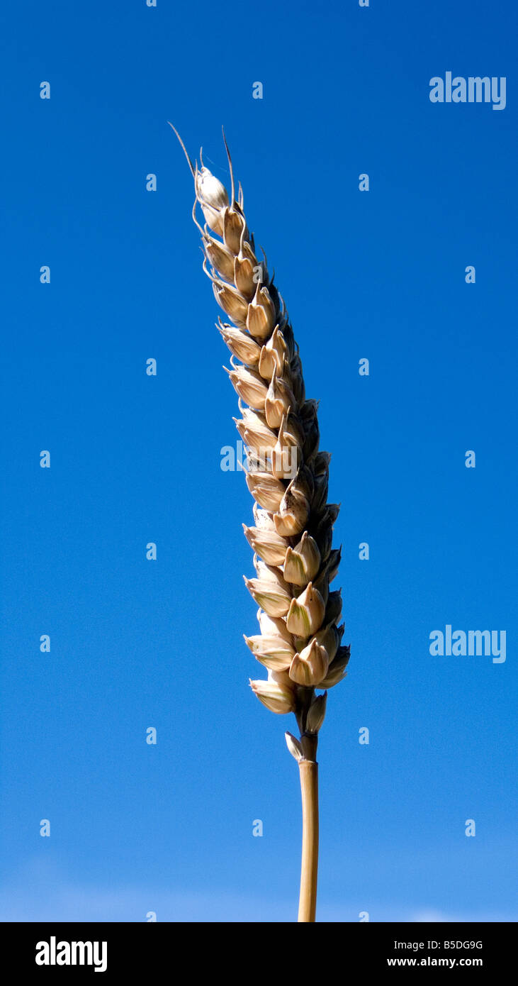 Orecchio di frumento o mais in un archiviato pronto per il raccolto o per il cibo o il carburante bio blu cielo Foto Stock