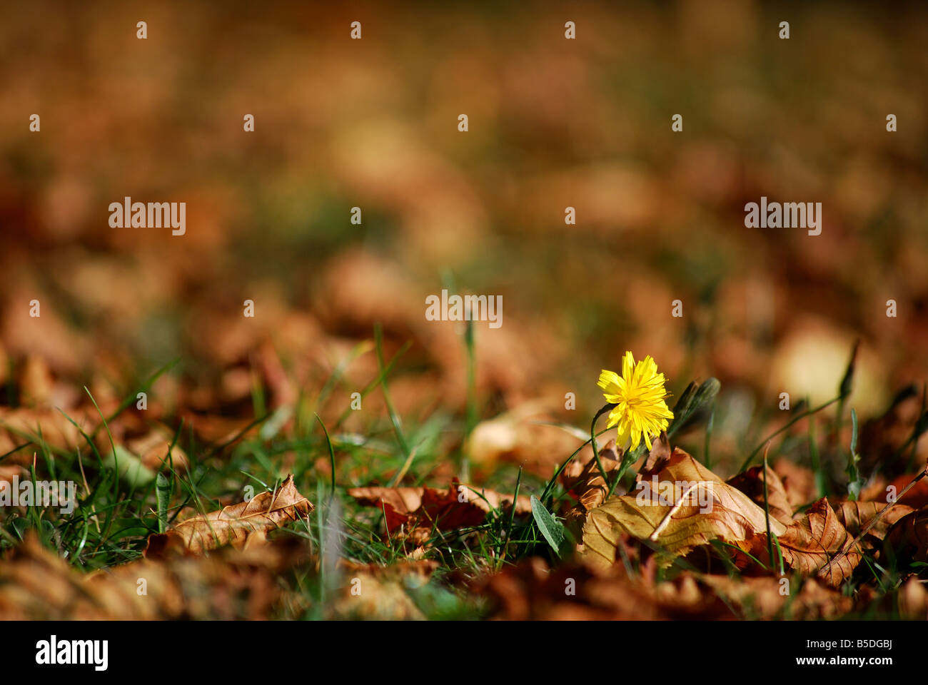 Foglie di autunno Foto Stock