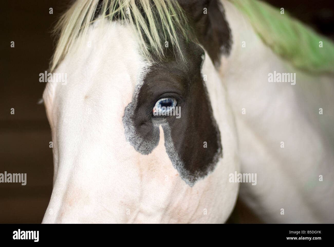 Close up di un azzurro eyed cavallo in una stabile Foto Stock