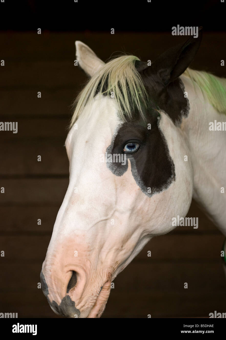 Blue eyed cavallo in una stabile Foto Stock