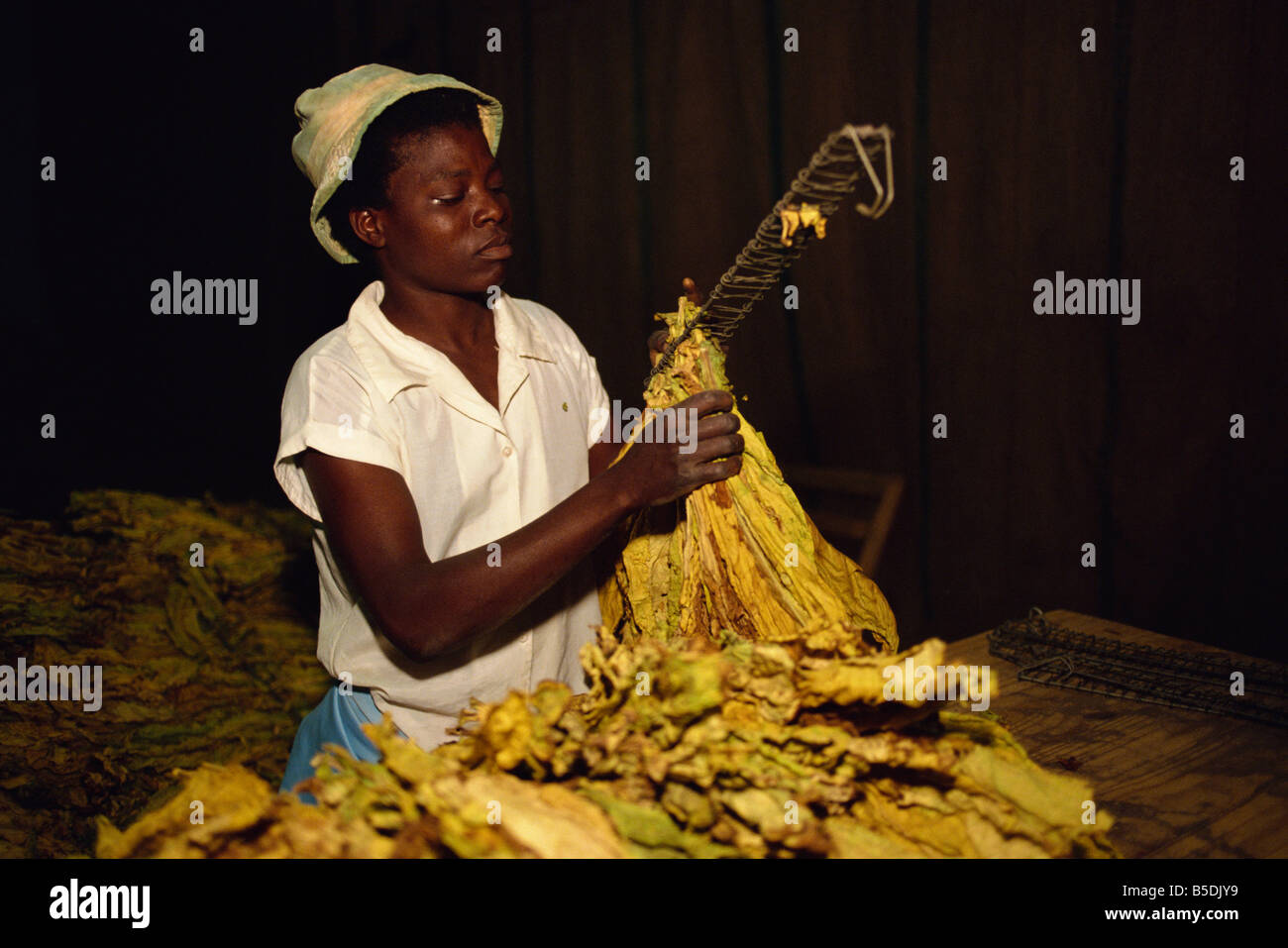 Fienile di tabacco in Ruwa, area ad Harare, Zimbabwe, Africa Foto Stock