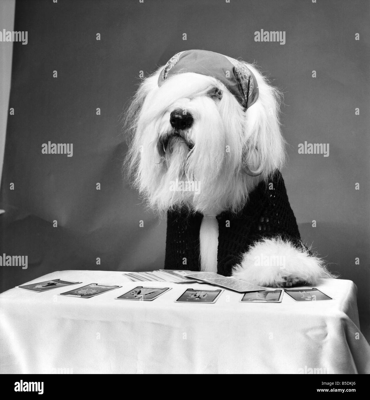 Animali: Cani: Duca di Dulux cane è un altro nome della famiglia. Egli ama vestirsi come una fortuna raccontando gipsy completo con orecchio Foto Stock