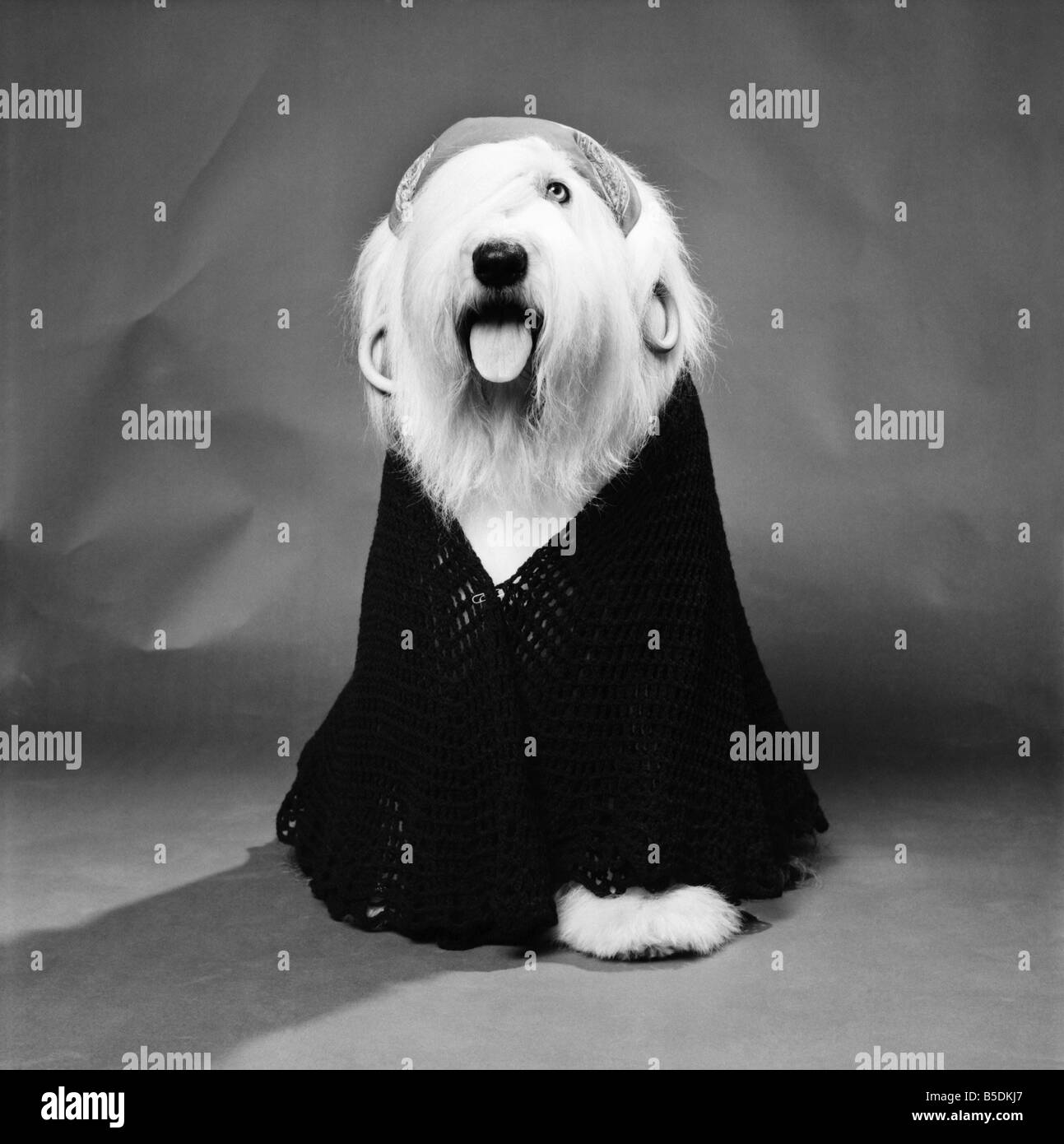 Animali: Cani: Duca di Dulux cane è un altro nome della famiglia. Egli ama vestirsi come una fortuna raccontando gipsy completo con orecchio Foto Stock