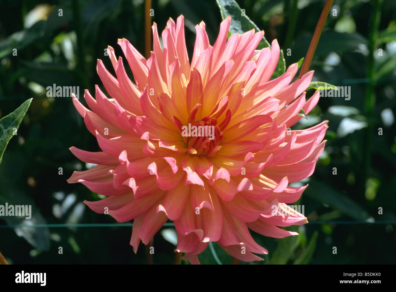 Close up di rosa pallido semi cactus dahlia presi in agosto in Inghilterra M H nero Foto Stock