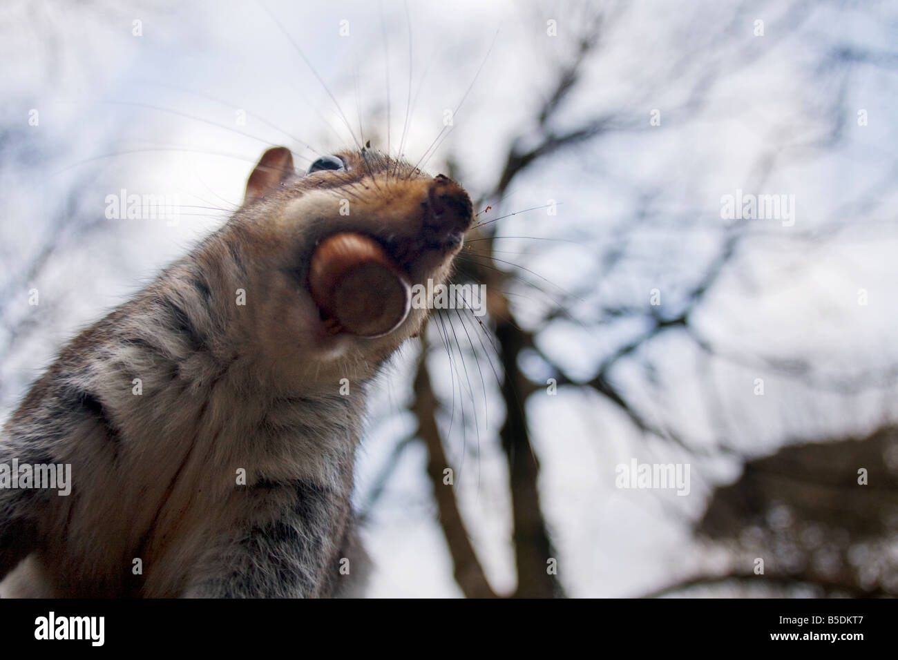 Lo scoiattolo con nocciole in bocca Foto Stock