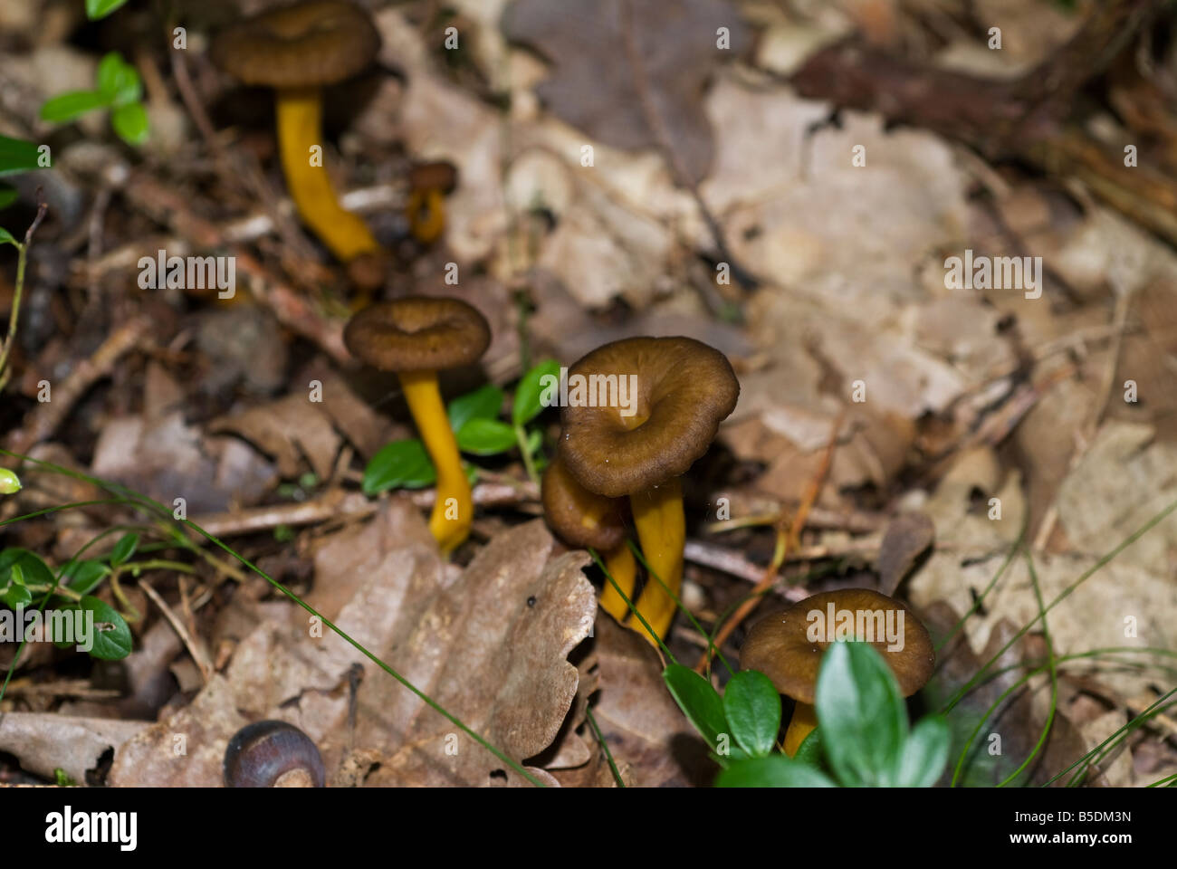Imbuto chanterelle (Craterellus tubaeformis) giallo piede, Svezia Foto Stock