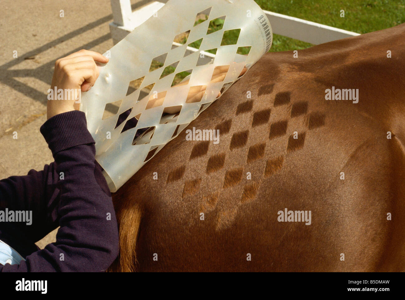 Capelli decorazione sul cavallo England Regno Unito Europa Foto Stock