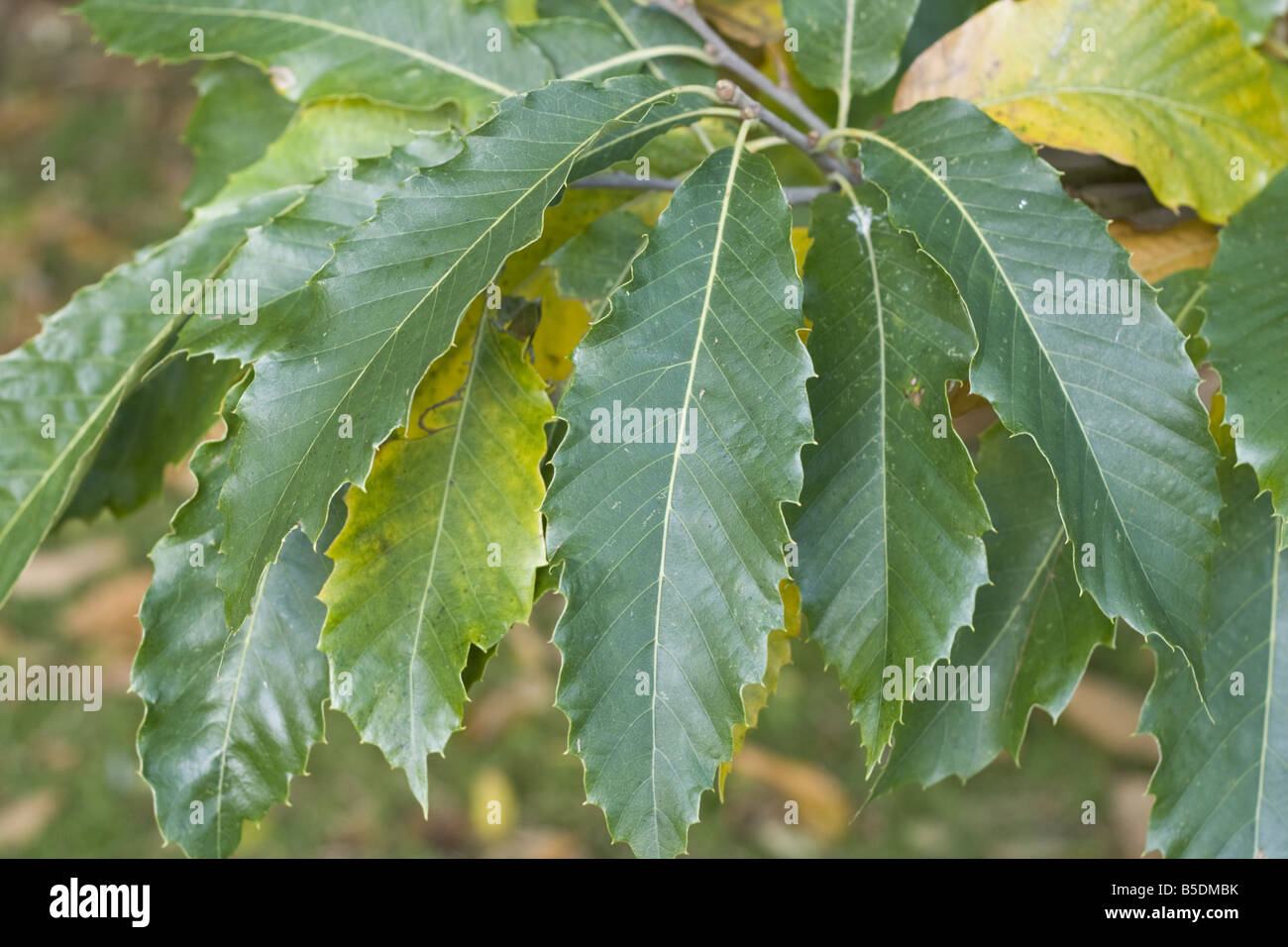 Dettaglio di Castanea sativa o Castagno Foto Stock