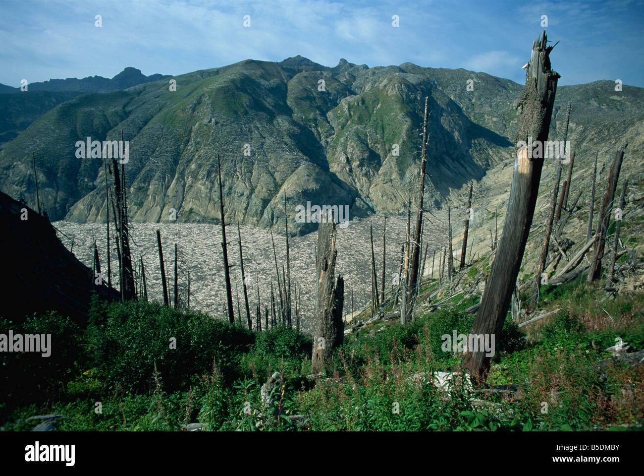 Alberi appiattito dall eruzione, e gli alberi morti su Spirit Lake, Monte Sant Helens National Volcanic Monument, nello Stato di Washington Foto Stock