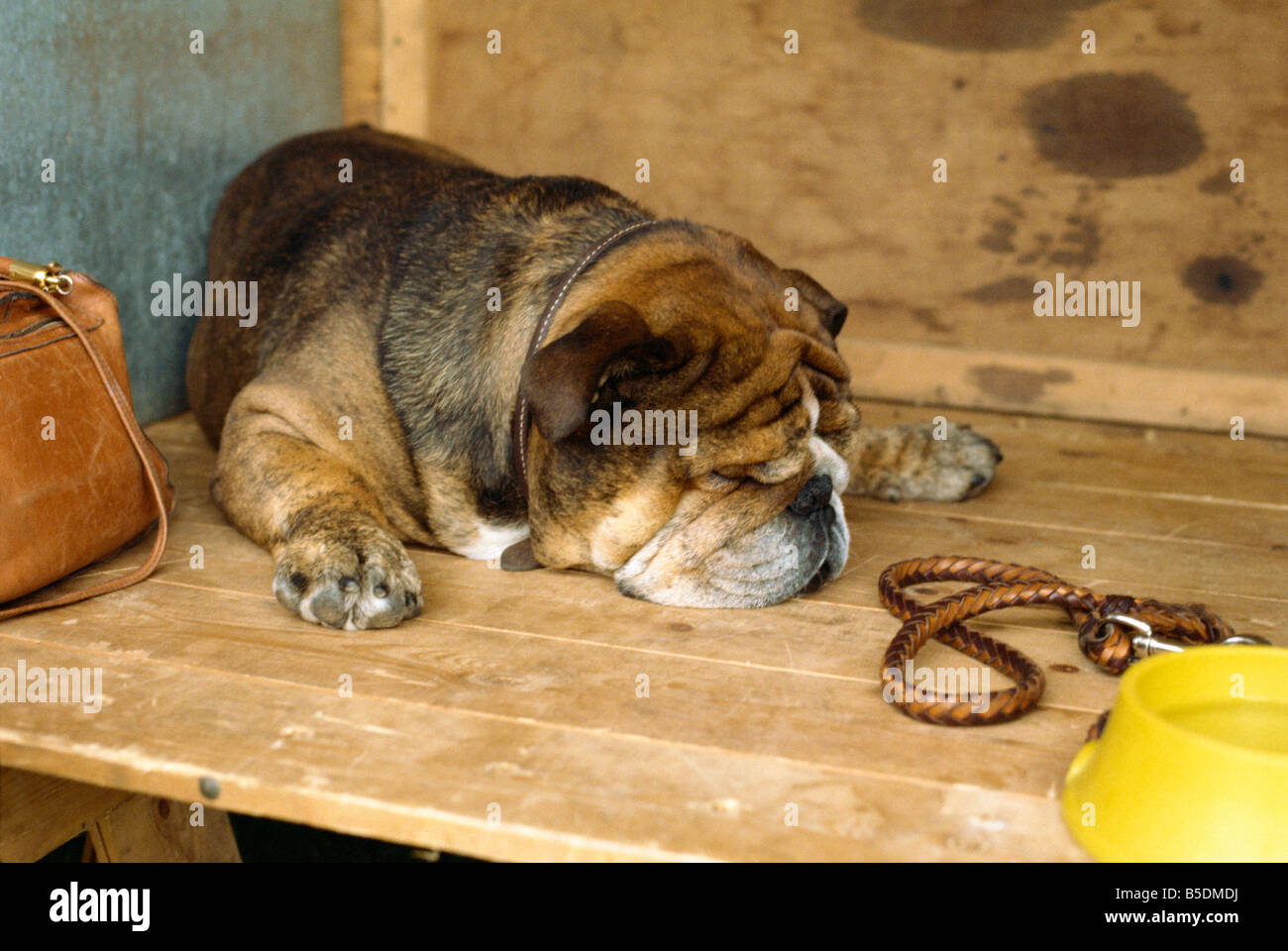 Cane attende pazientemente a dog show, Inghilterra, Europa Foto Stock