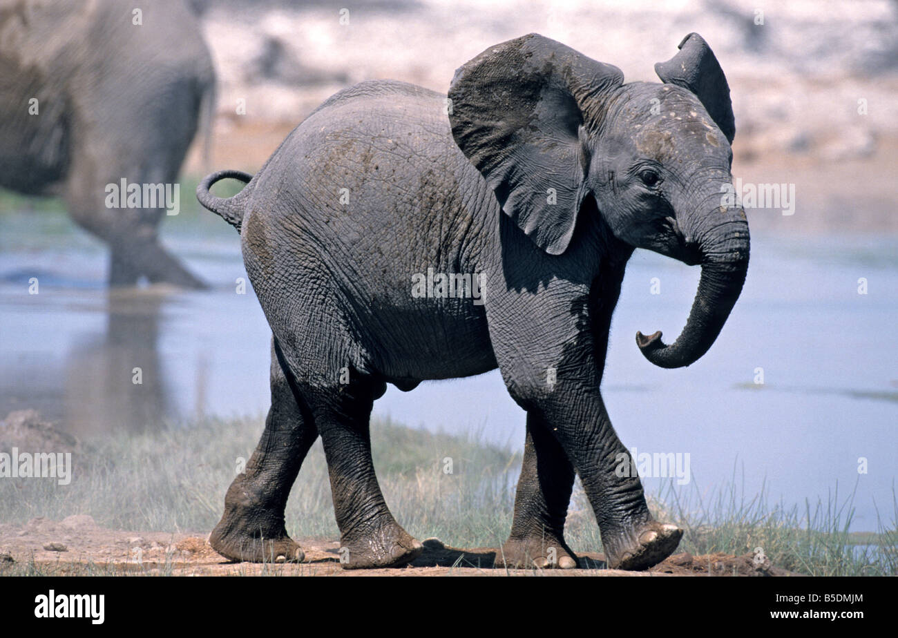 Gli elefanti africani, Klein Namutoni, il Parco Nazionale di Etosha, Namibia Foto Stock