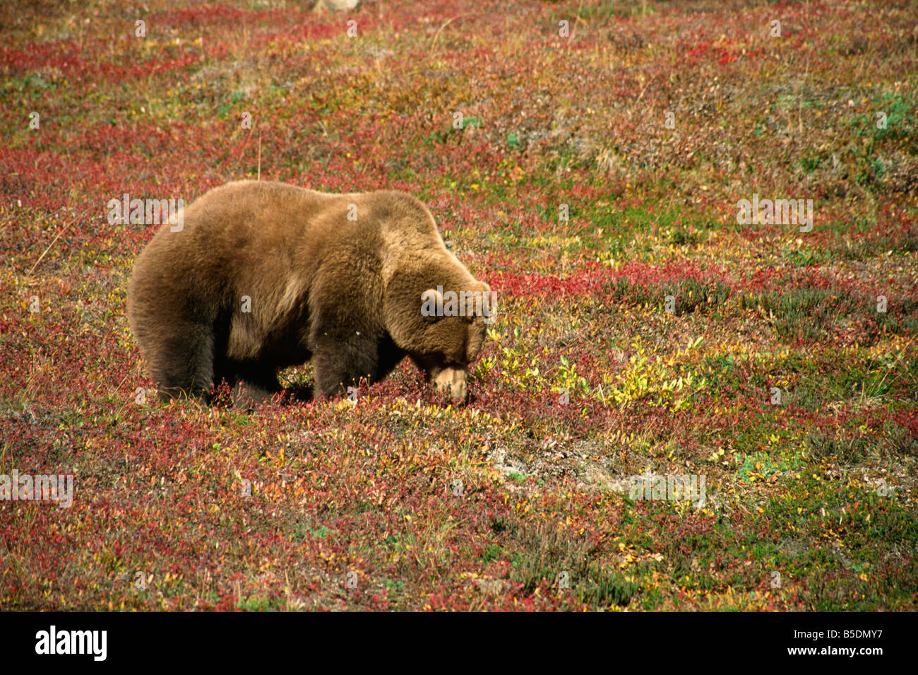 Alaskan orso bruno grizzly pascolano sulla tundra e bacche Parco Nazionale di Denali Alaska Stati Uniti d'America Nord America Foto Stock