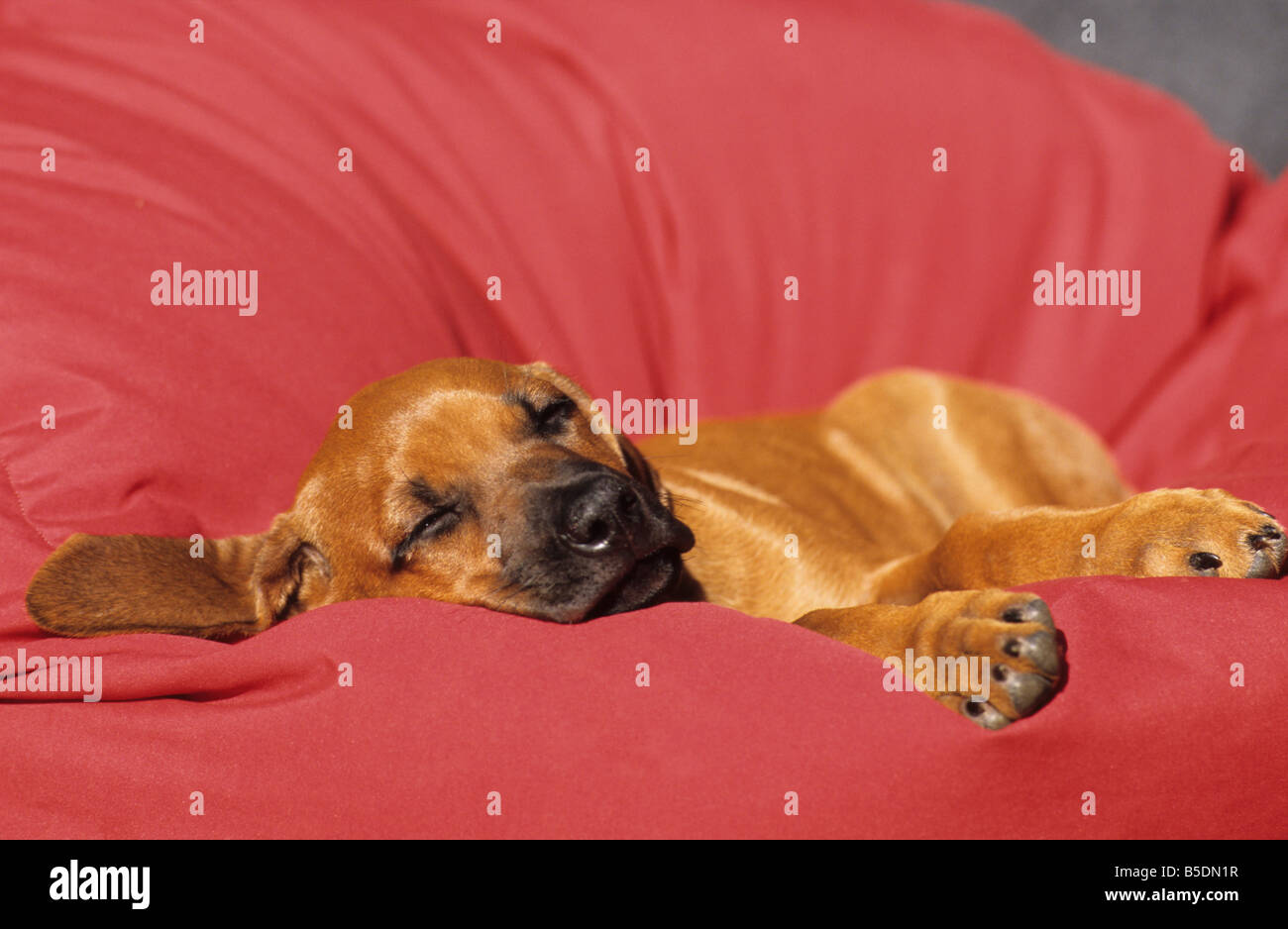 Ridgeback rhodesiano (Canis lupus familiaris), cucciolo di dormire su una coperta di rosso Foto Stock