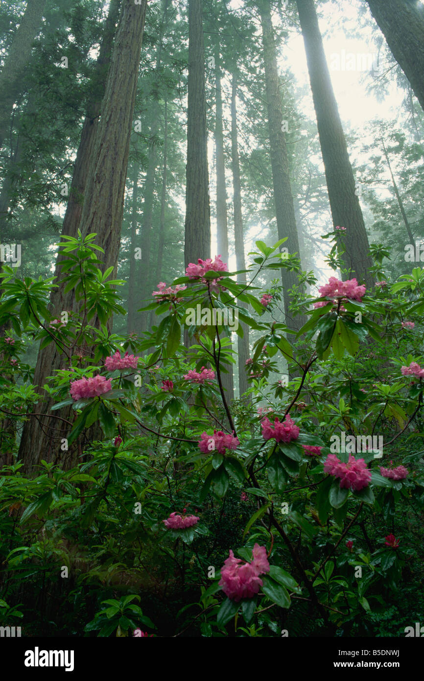 Rododendri tra la nebbia e alti alberi di sequoia, California, USA, America del Nord Foto Stock