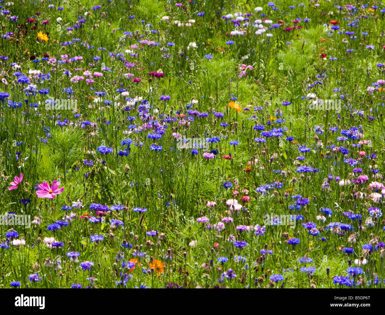 Prato di fiori selvaggi di fiori di primavera Foto Stock