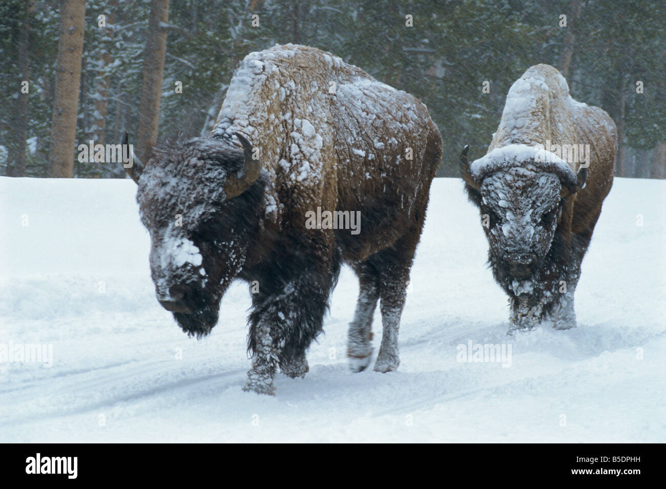 Bison a piedi attraverso la tempesta di neve, il Parco Nazionale di Yellowstone, Sito Patrimonio Mondiale dell'UNESCO, Montana, USA, America del Nord Foto Stock