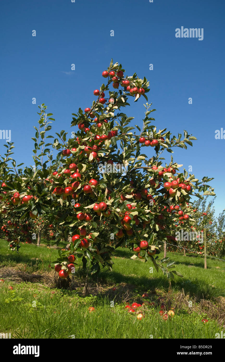 Katy le mele da sidro sidro Thatchers Orchard Sandford Somerset Inghilterra Foto Stock