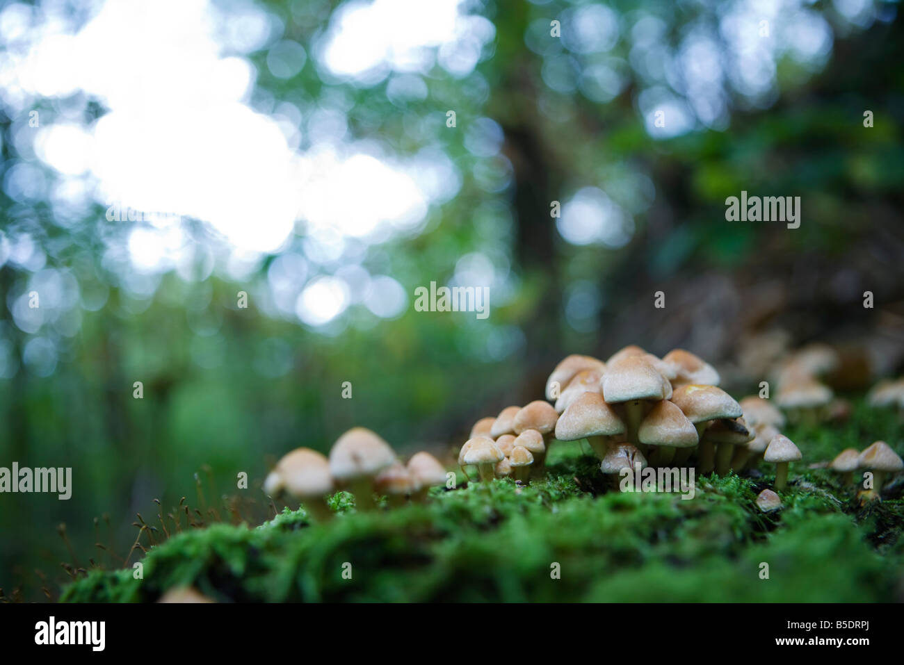 Cluster di funghi sul suolo della foresta Foto Stock