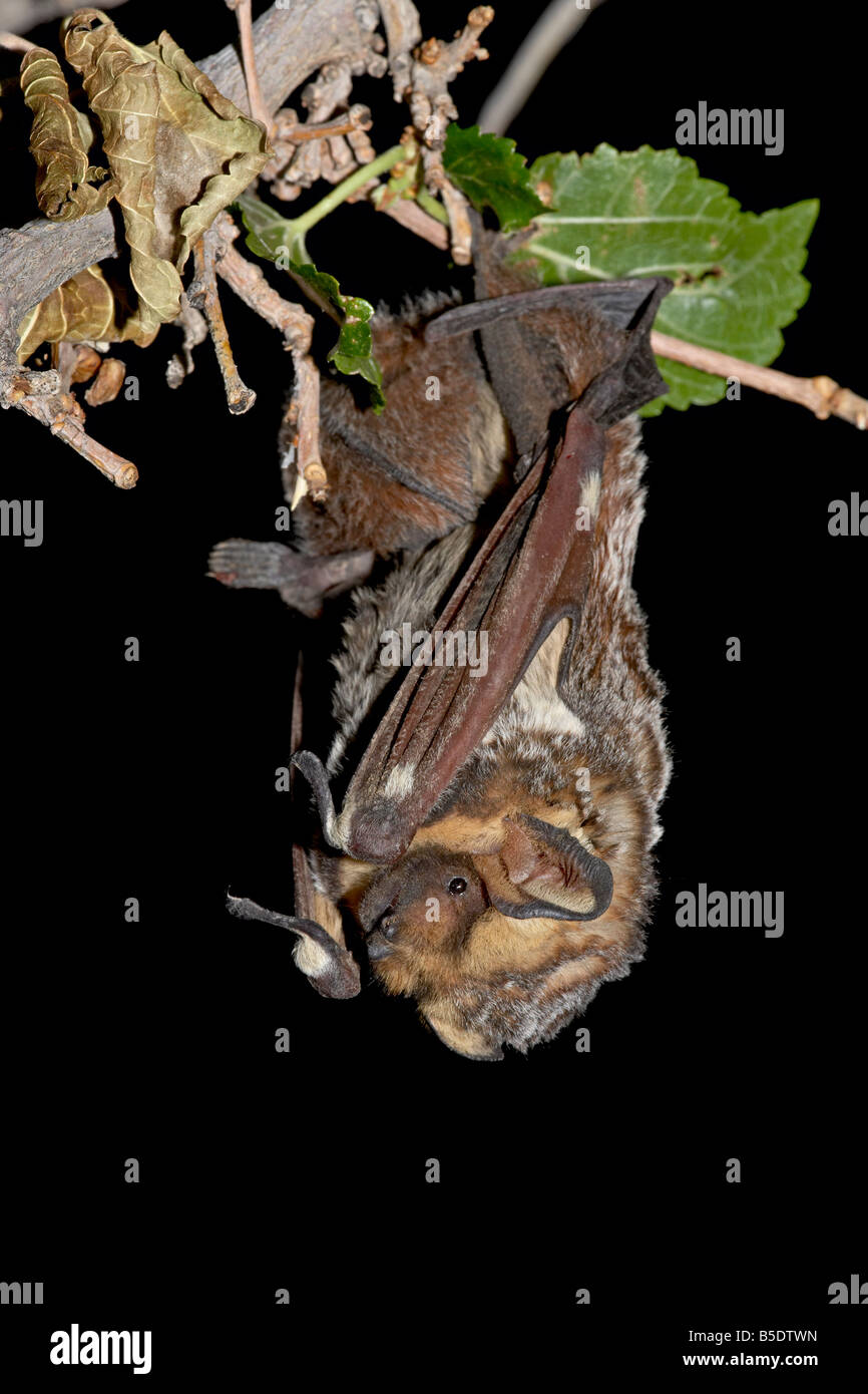 Annoso bat (Lasiurus cinereus) arroccato, vicino a portale, Arizona, USA, America del Nord Foto Stock