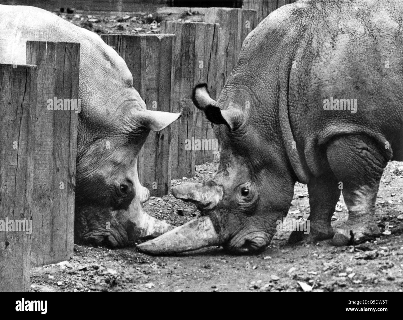L'inizio di una bella storia d'amore: Romance, anche per un rinoceronte, è una delicata. Per non essere si precipitò in modo temerario, senza le necessarie formalità. Ieri (Mercoledì 28-10-64) per il rinoceronte bianco Mashobeni (una donna) e rinoceronte bianco ben (un gentleman) vi era che tutte le importanti prima riunione. Il Rendezvous: adiacente paddock presso lo Zoo di Londra, Ben ha vissuto lì per nove anni. Mashobeni è stata spostata su tutta da Whipsnade Zoo nel Bedfordshire come suo nuovo mate Foto Stock