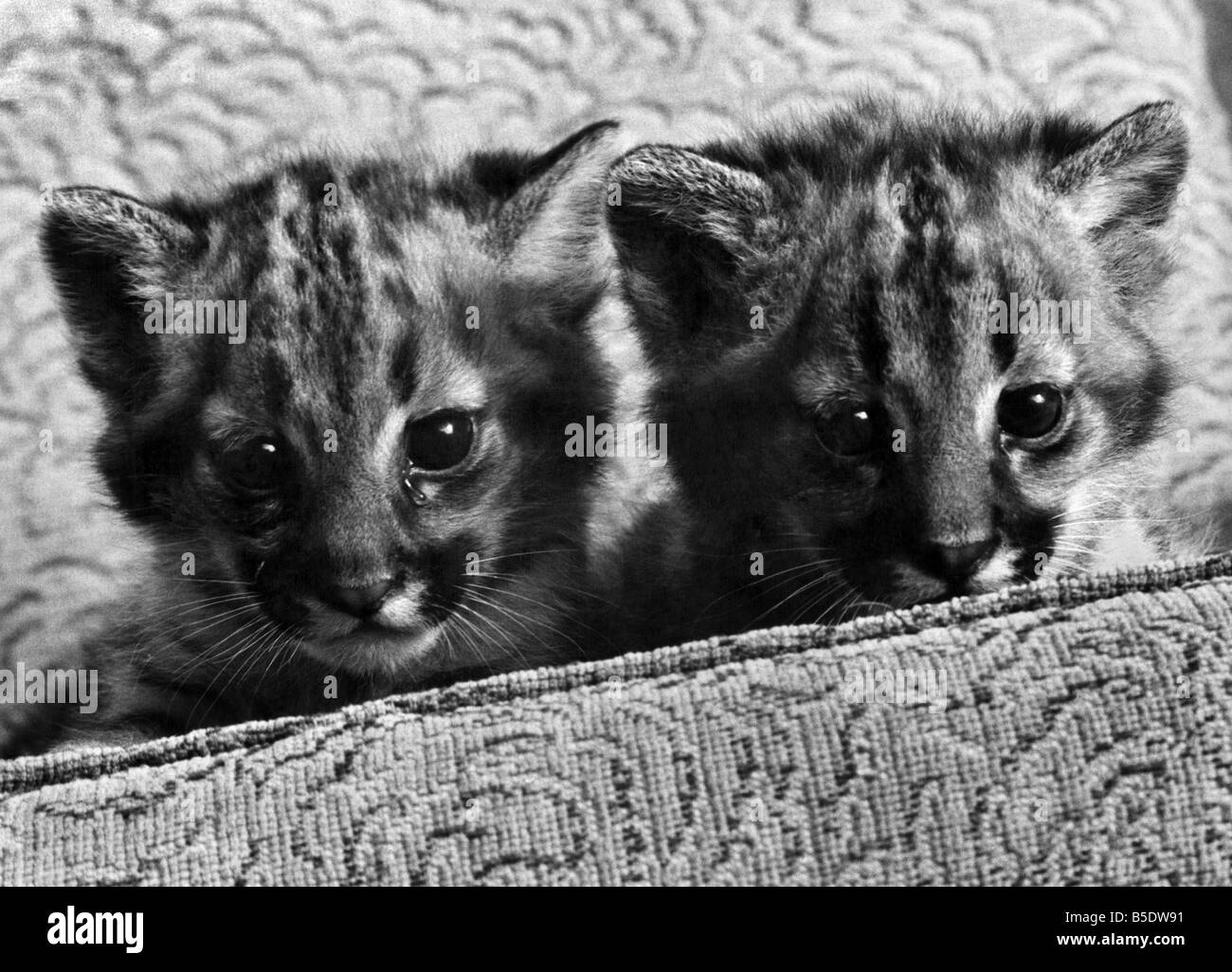 Alcune madri hanno 'Em: specchio fotografo Sidey Arthur è stato guardando intorno alcuni di Inghilterra del giardini zoologici in cerca delle adozioni di strano nel regno animale. Da giraffe di scimpanzé con conigli e cigni in tra, è amore che conta come queste immagini mostrano drammaticamente. Ottobre 1980 P000657 Foto Stock