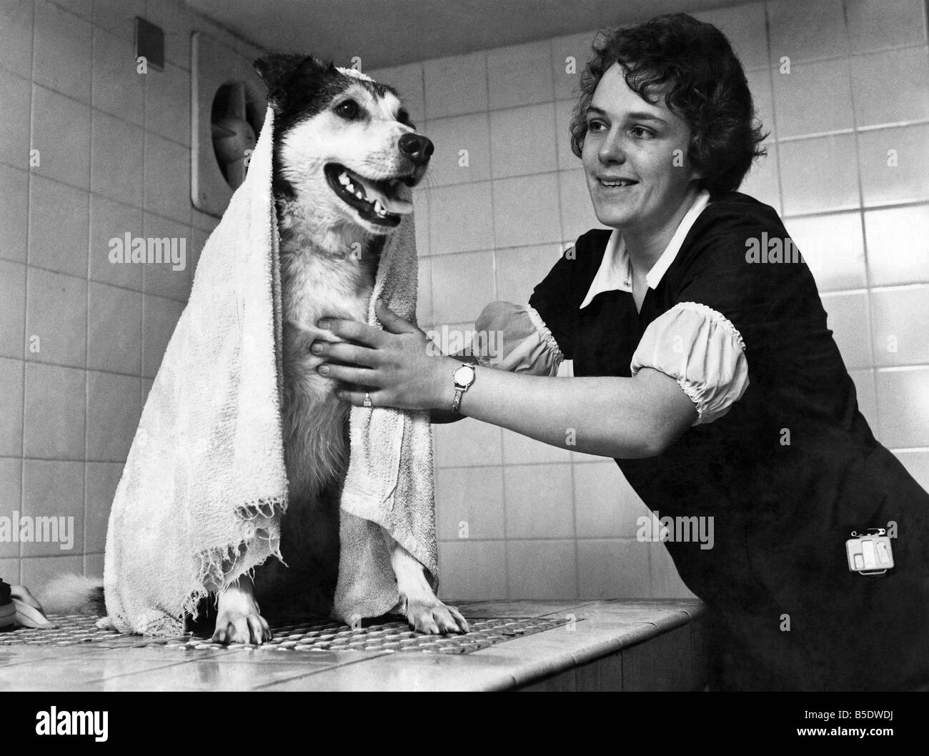 Il duca ottiene inzuppati. Il Duca il terrier è davvero nel nuoto. Egli è di idroterapia per due ernie discali presso la Royal Society per la prevenzione della crudeltà verso gli animali' Ospedale nel nord di Londra. Il duca è uno dei primi animali domestici a subire il nuovo trattamento progettato per aiutare gli animali con problemi ortopedici paddle torna in buona salute. L'acqua calda piscina terapeutica ha una rotaia aerea e sistema di puleggia che consente al imbrigliato cane per ottenere esercizio vitale mentre il peso del corpo è supportato. Questo esercizio si basa i muscoli e previene i giunti rigidi, in particolare dopo la frattura Foto Stock