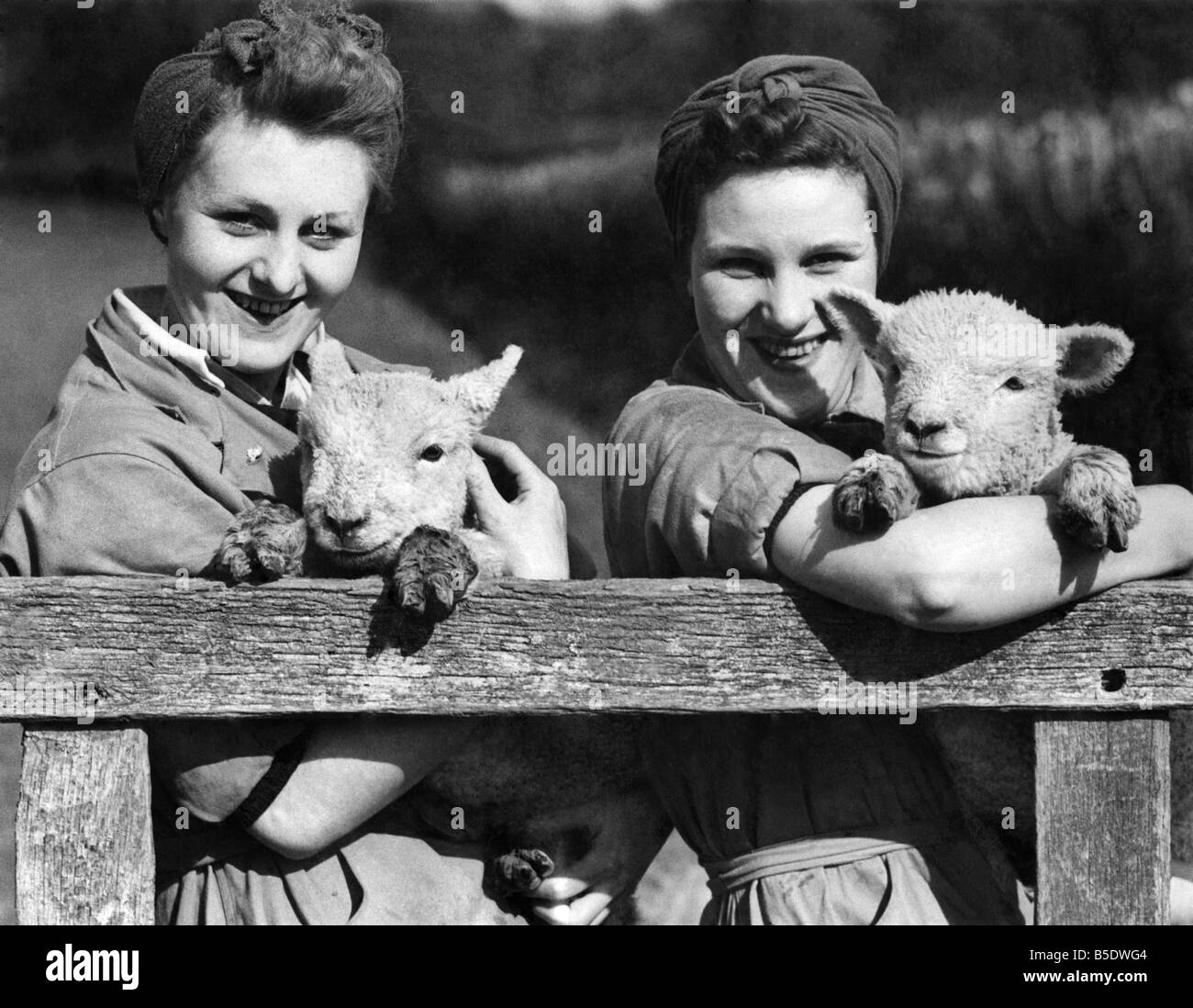 Animali: Primavera agnelli. Aprile 1942 P000744 Foto Stock